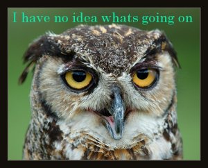 funny-owl-i-have-no-idea-whats-going-on